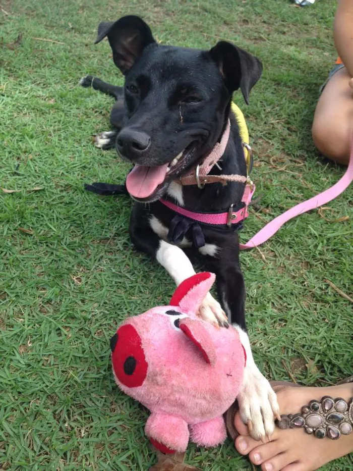 Cachorro raça SRD idade 1 ano nome Pipa