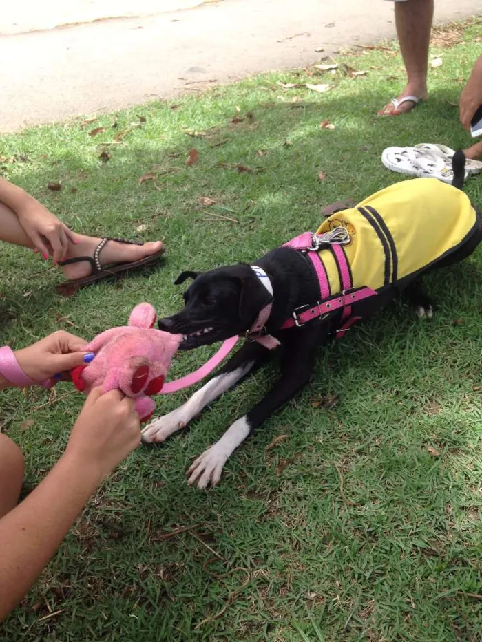 Cachorro raça SRD idade 1 ano nome Pipa