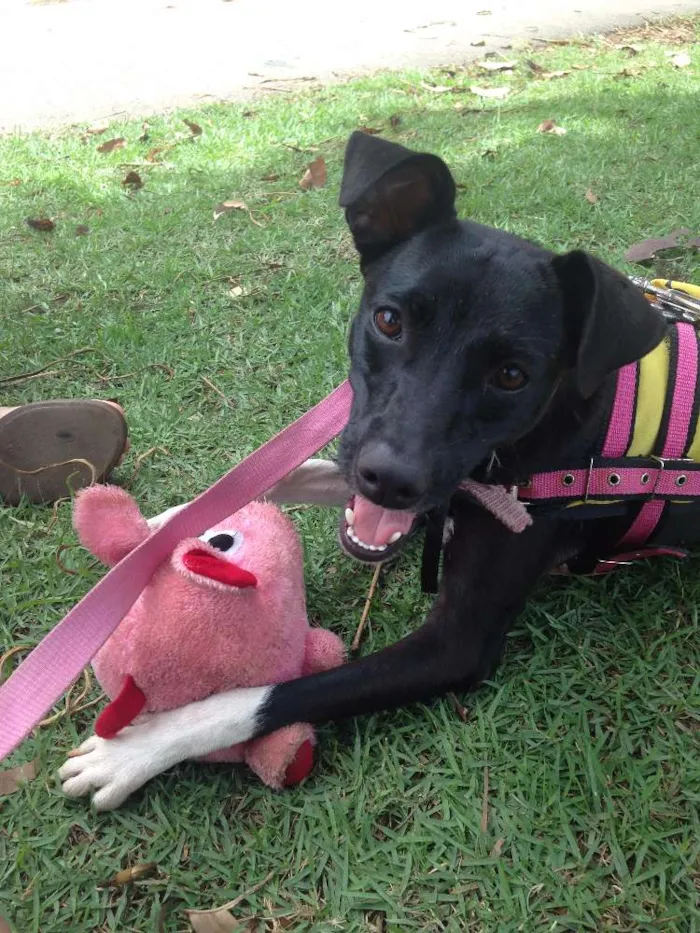 Cachorro raça SRD idade 1 ano nome Pipa