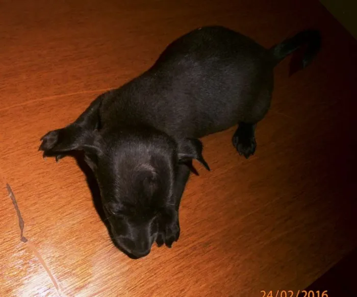 Cachorro raça Basset-Cofap idade Abaixo de 2 meses nome punk