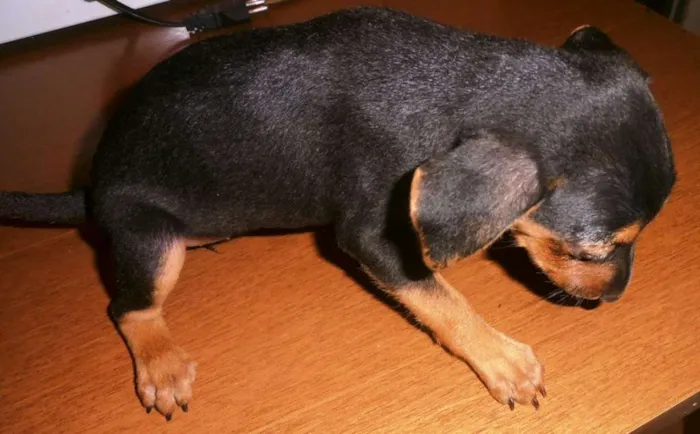 Cachorro raça Basset-Cofap idade Abaixo de 2 meses nome chiquinha