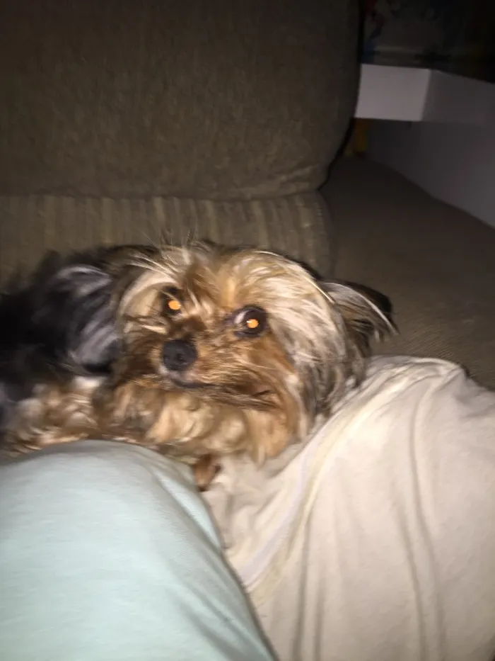Cachorro raça Yorkshire idade 5 anos nome Cristal