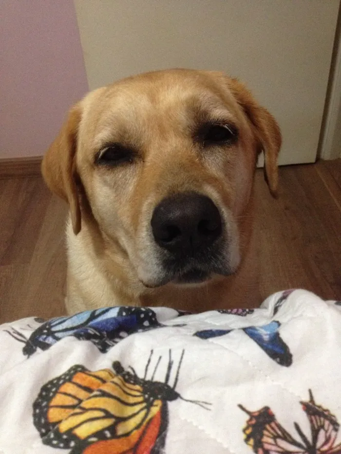 Cachorro ra a Labrador idade 3 anos nome kiara