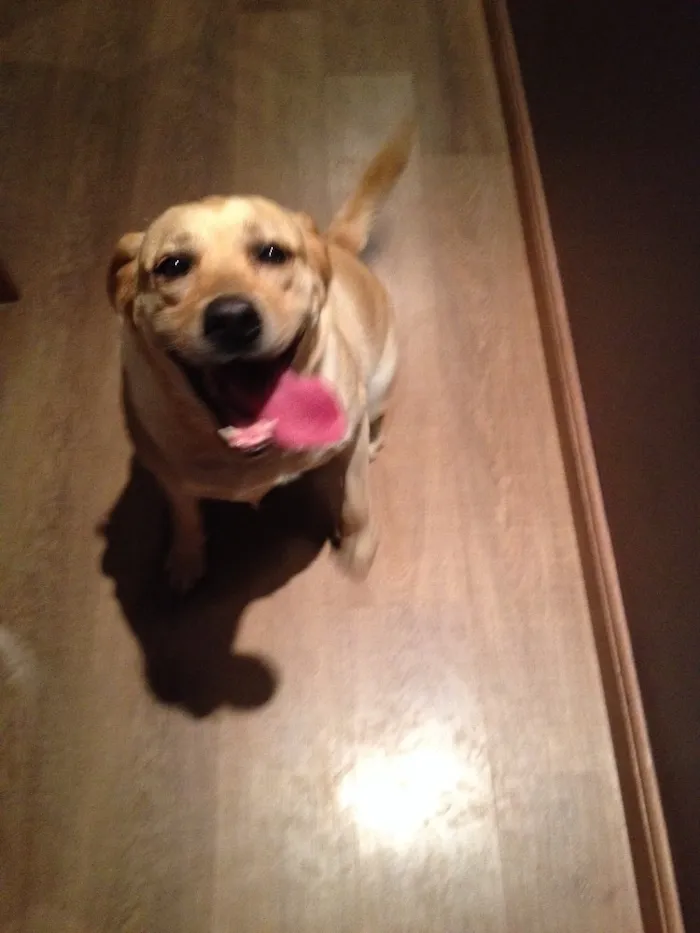 Cachorro ra a Labrador idade 3 anos nome kiara