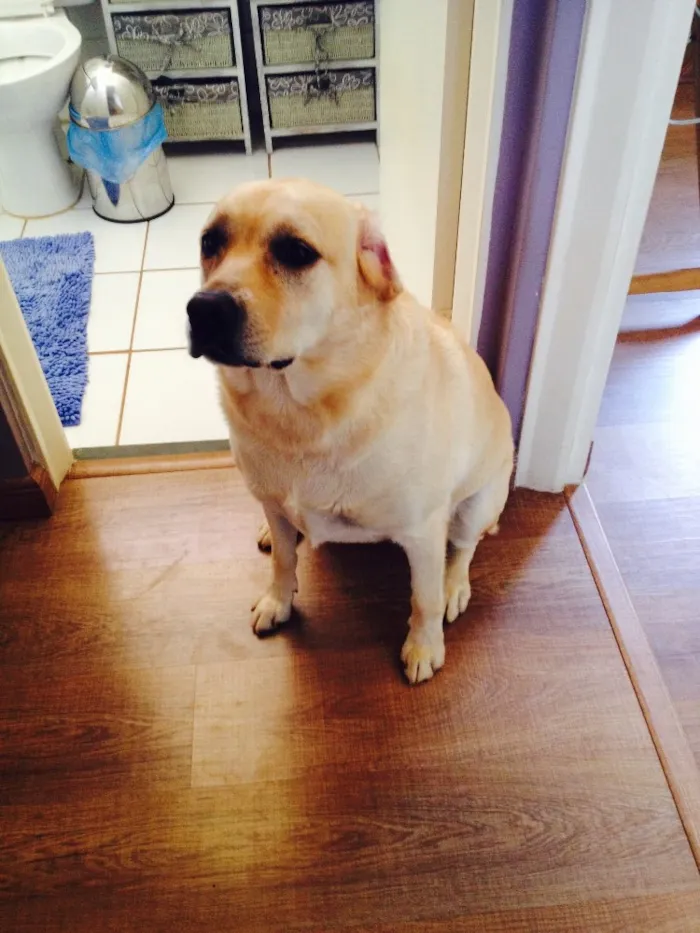 Cachorro ra a Labrador idade 3 anos nome kiara