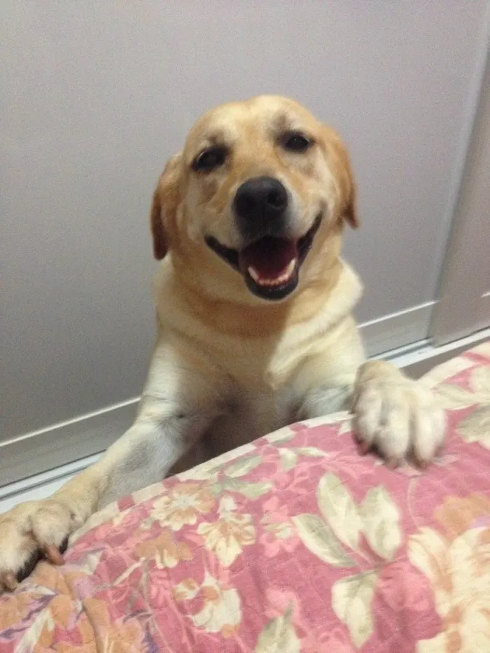 Cachorro ra a Labrador idade 3 anos nome kiara