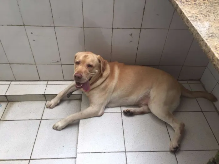 Cachorro ra a Labrador idade 5 anos nome Galileu
