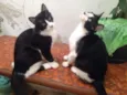 TICO/TECO