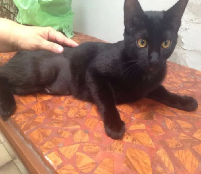 Gato ra a SRD idade 2 a 6 meses nome ÔNIX