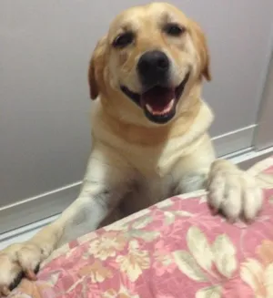 Cachorro raça Labrador idade 3 anos nome kiara