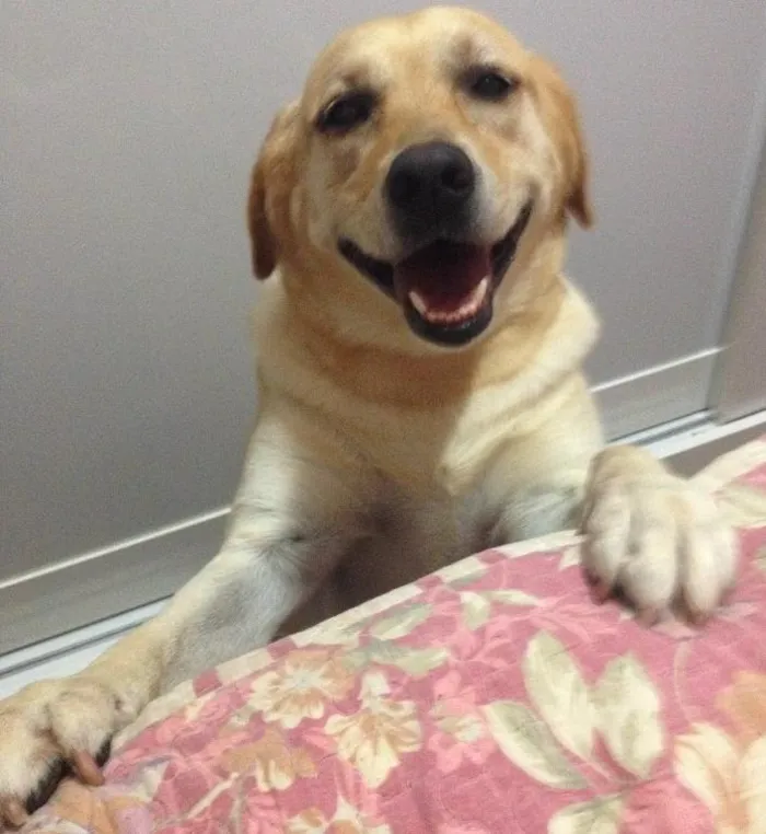 Cachorro ra a Labrador idade 3 anos nome kiara