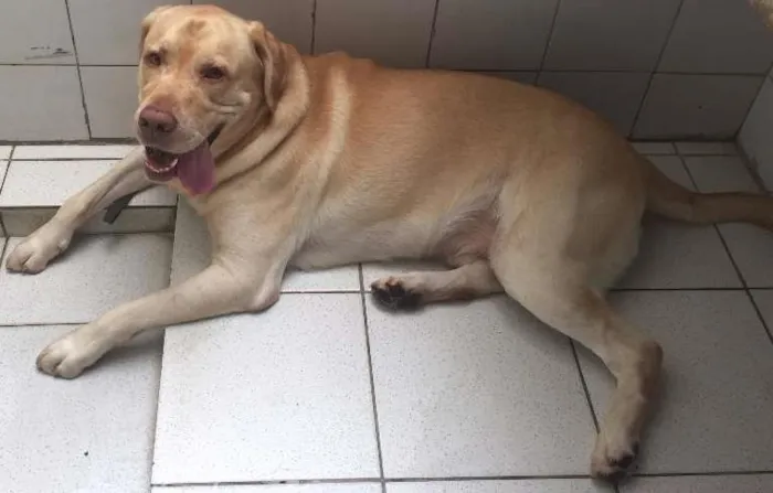 Cachorro ra a Labrador idade 5 anos nome Galileu