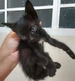 Gato raça SRD idade Abaixo de 2 meses nome Pérola
