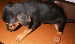 Cachorro raça Basset-Cofap idade Abaixo de 2 meses nome chiquinha