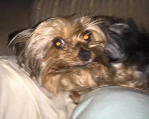 Cachorro raça Yorkshire idade 5 anos nome Cristal
