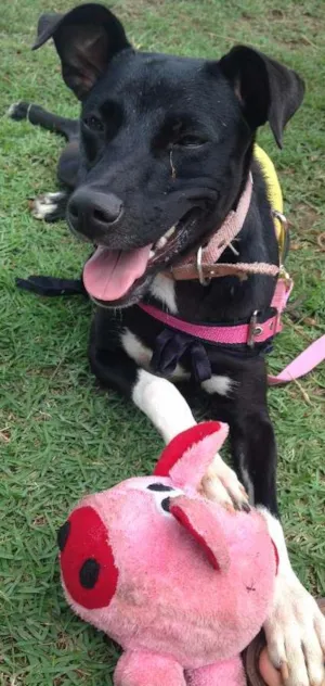 Cachorro raça SRD idade 1 ano nome Pipa