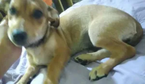 Cachorro raça Não sei a raça  idade 2 a 6 meses nome ?? mel
