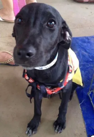 Cachorro raça SRD idade 2 a 6 meses nome Suri