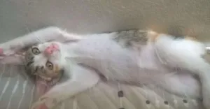 Gato raça SRD idade 2 a 6 meses nome Poppy