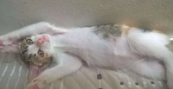 Gato ra a SRD idade 2 a 6 meses nome Poppy