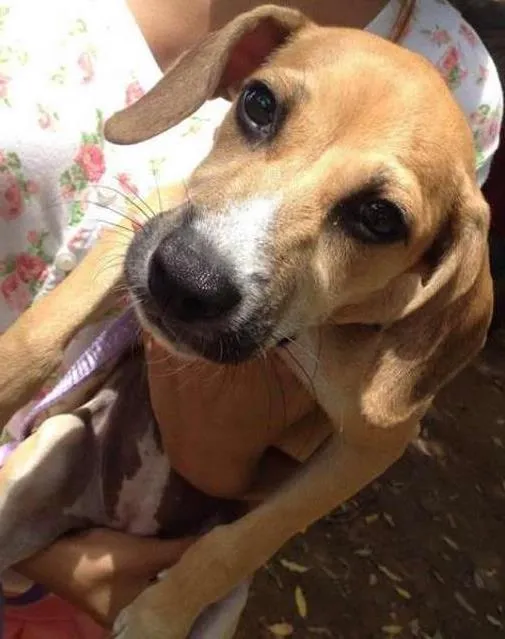 Cachorro raça SRD idade 7 a 11 meses nome Krika