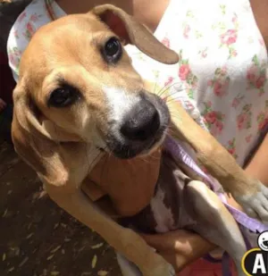 Cachorro raça SRD idade 7 a 11 meses nome Krika