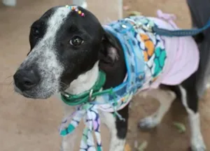 Cachorro raça SRD idade 2 a 6 meses nome Aika