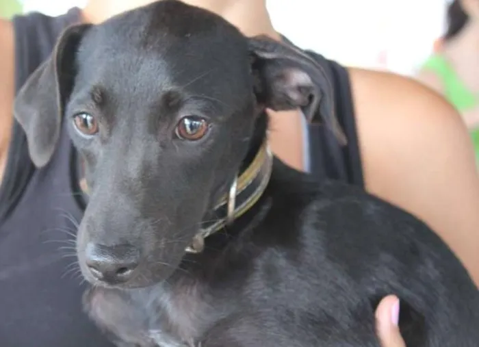 Cachorro raça SRD idade 2 a 6 meses nome Teca