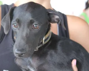 Cachorro raça SRD idade 2 a 6 meses nome Teca