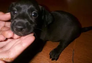 Cachorro raça Basset-Cofap idade Abaixo de 2 meses nome biscoito