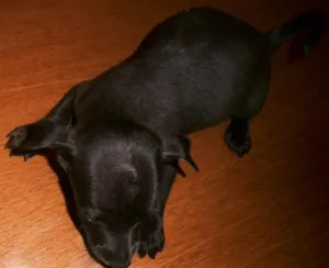 Cachorro raça Basset-Cofap idade Abaixo de 2 meses nome punk