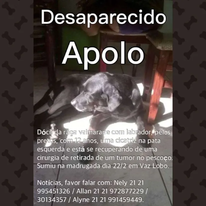 Cachorro ra a Vaimarase com labrador idade 6 ou mais anos nome Apolo