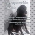 Apolo