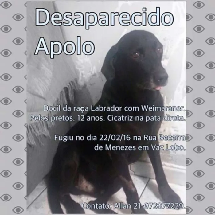 Cachorro ra a Vaimarase com labrador idade 6 ou mais anos nome Apolo