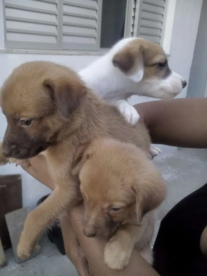 Cachorro raça SRD idade Abaixo de 2 meses nome belinha