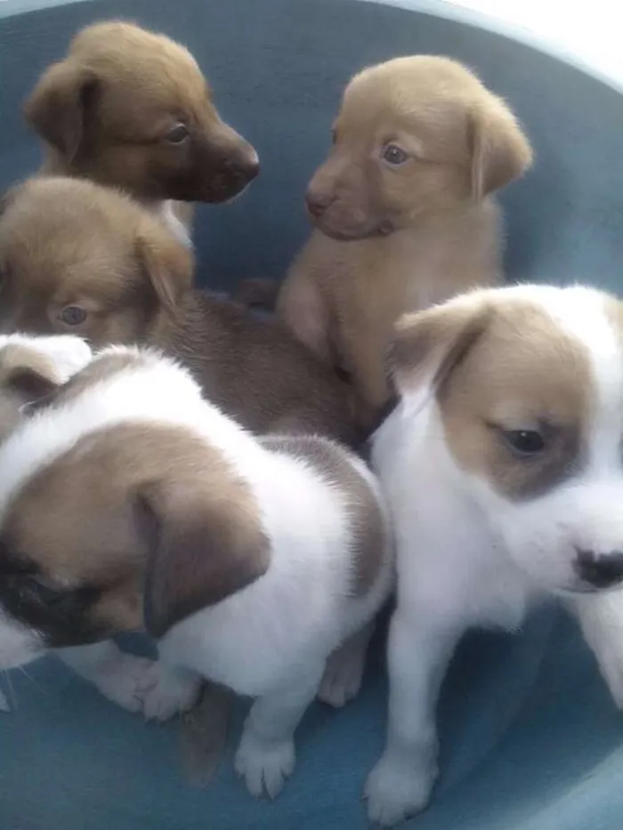 Cachorro raça SRD idade Abaixo de 2 meses nome belinha