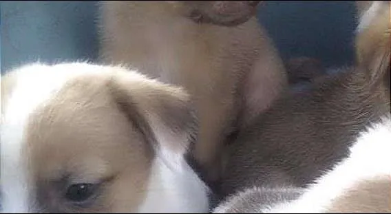 Cachorro raça SRD idade Abaixo de 2 meses nome belinha