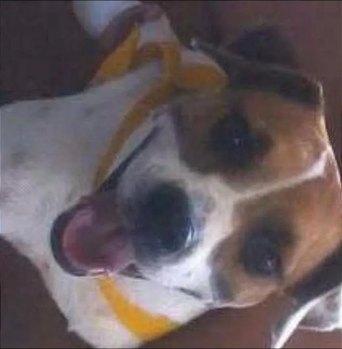 Cachorro raça SRD idade Abaixo de 2 meses nome belinha