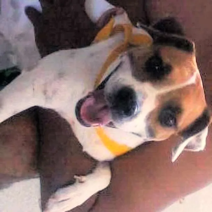 Cachorro raça SRD idade Abaixo de 2 meses nome belinha