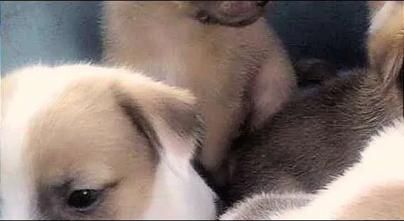 Cachorro raça SRD idade Abaixo de 2 meses nome belinha