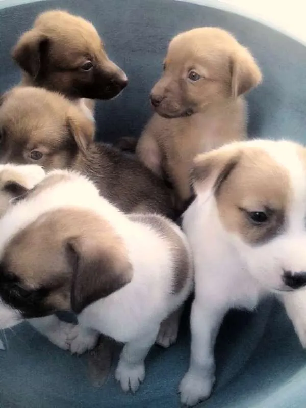 Cachorro raça SRD idade Abaixo de 2 meses nome belinha