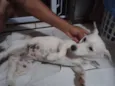 Agatha