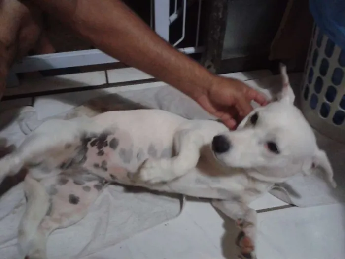 Cachorro ra a daschund com fox paulistinha idade 2 anos nome Agatha