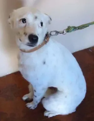 Cachorro raça viralata idade 1 ano nome laika