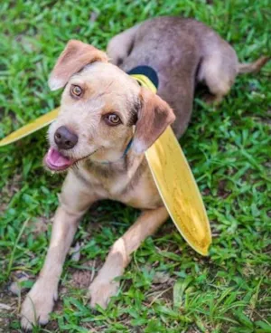 Cachorro raça SRD idade 1 ano nome Mel