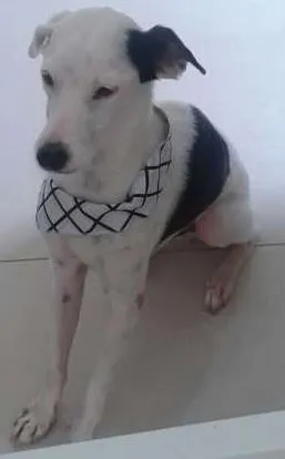 Cachorro ra a SRD idade 2 anos nome Bud