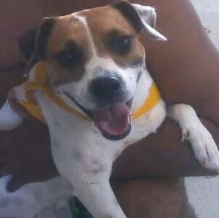 Cachorro raça SRD idade Abaixo de 2 meses nome belinha