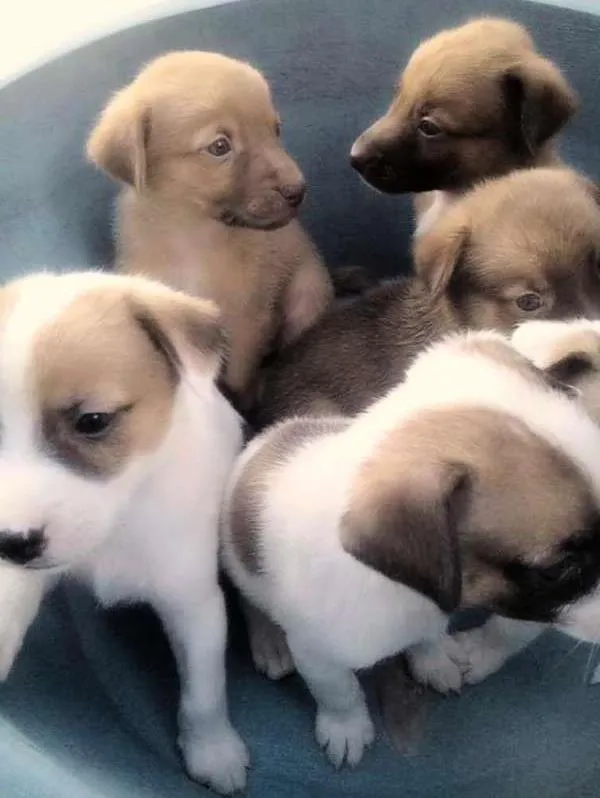 Cachorro raça SRD idade Abaixo de 2 meses nome belinha