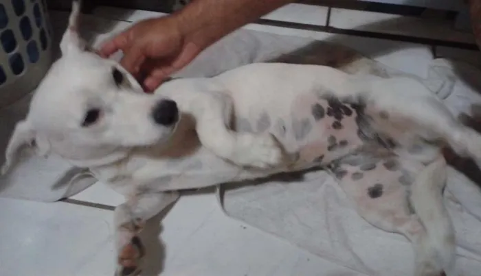 Cachorro ra a daschund com fox paulistinha idade 2 anos nome Agatha