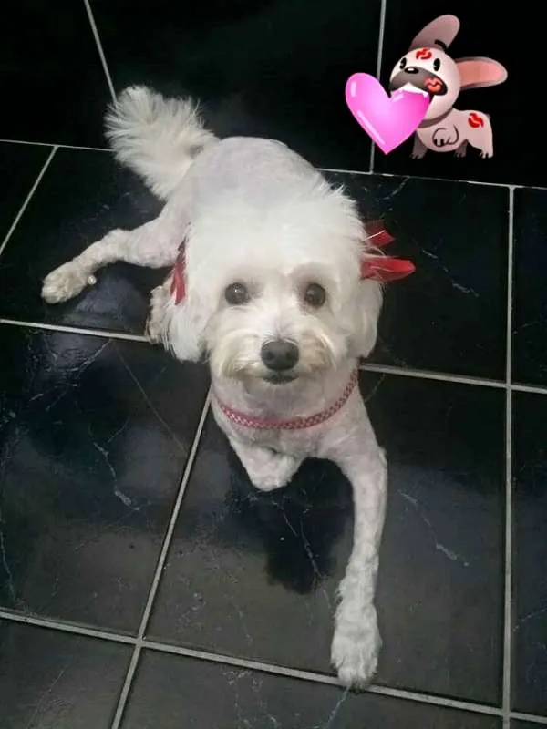Cachorro ra a Poodle idade 3 anos nome Bella